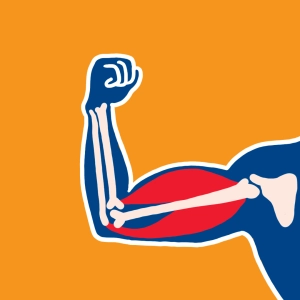 Biceps et triceps